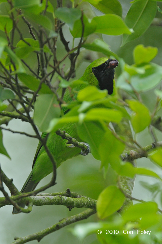 Leafbird, Greater Green (male) @ Bukit Timah