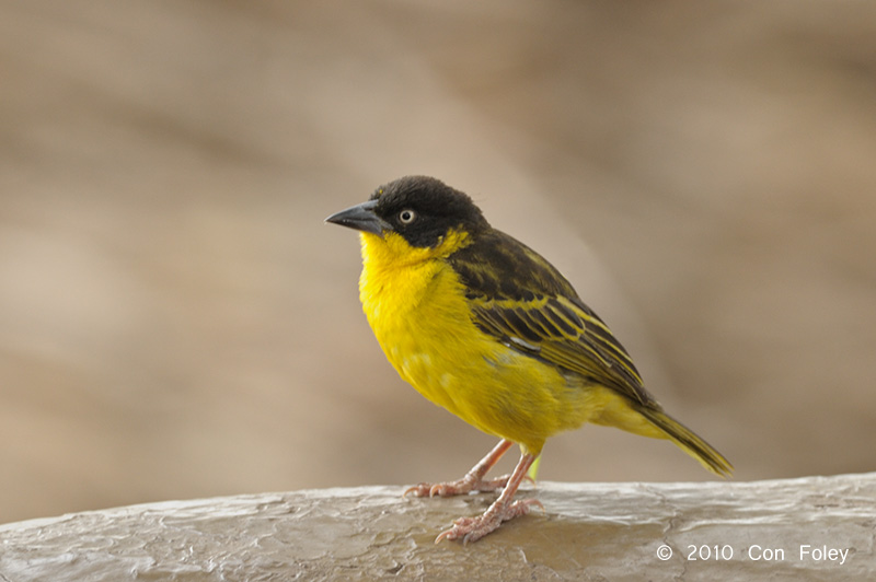 Weaver, Baglafecht (female) @ Serena