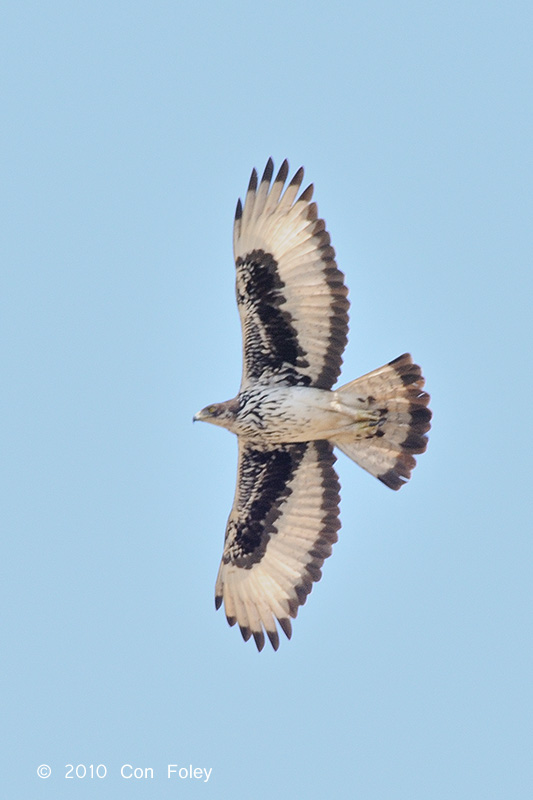 Eagle, African Hawk