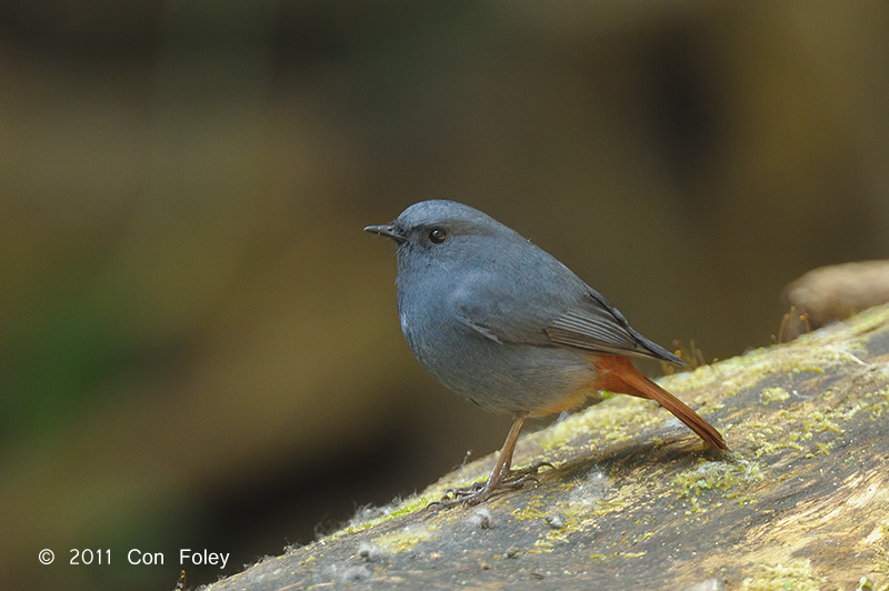 Redstart, Plumbeous (male) @ Doi Inthanon