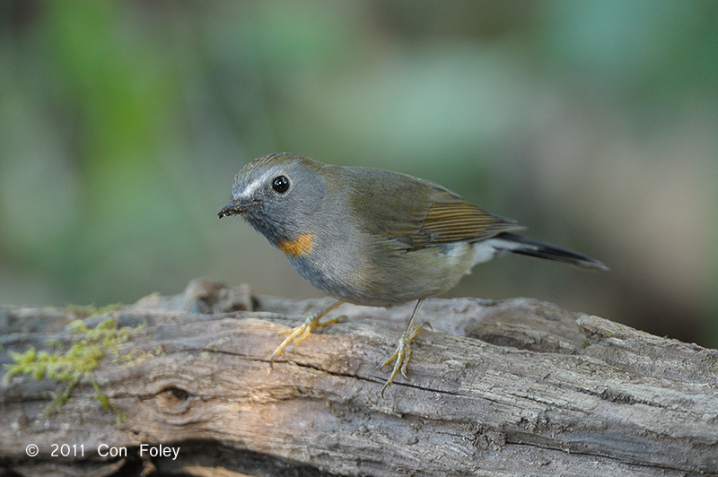 Flycatcher, Rufous-gorgeted (female) @ Doi Lang