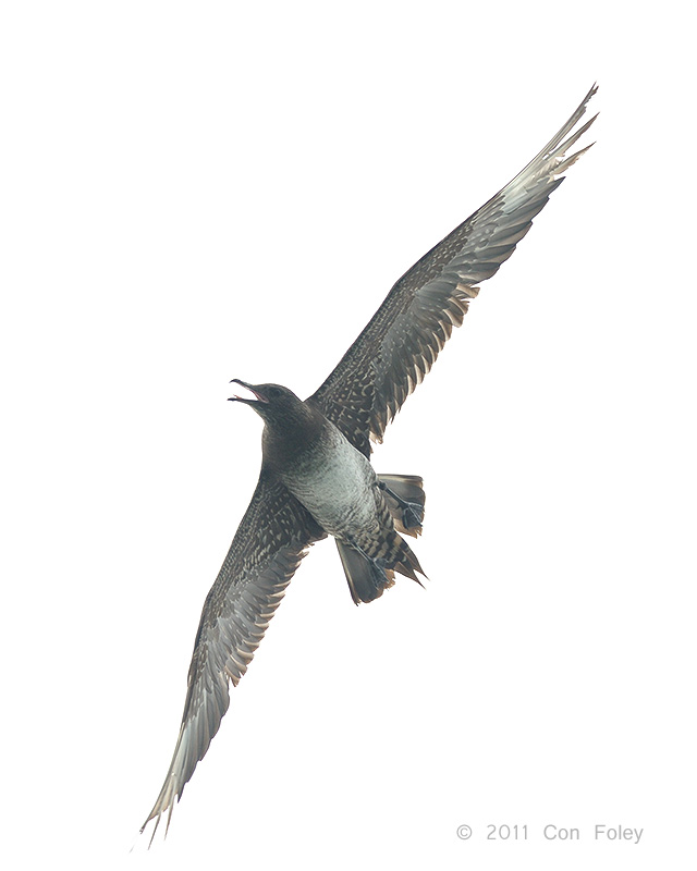 Skua, Arctic (juv) @ Straits of Singapore