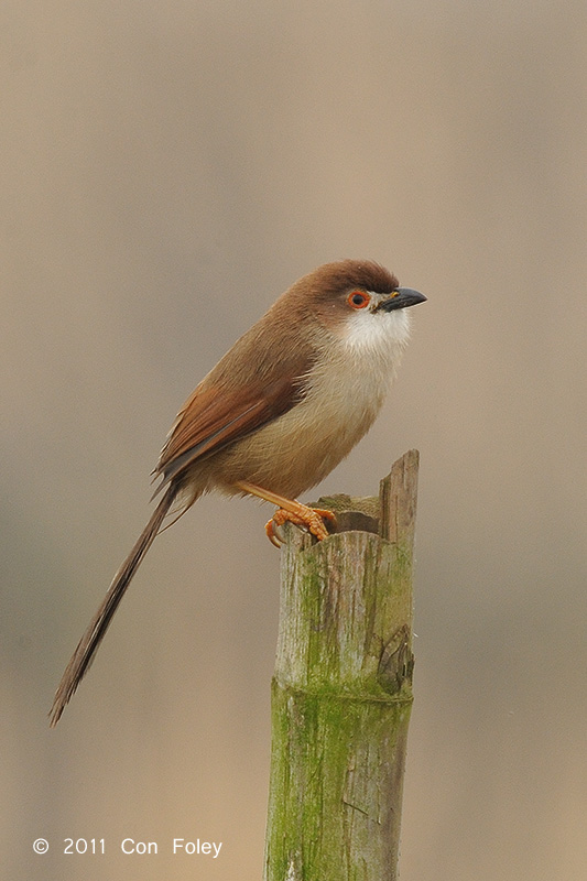 Babbler, Yellow-eyed @ Tha Ton