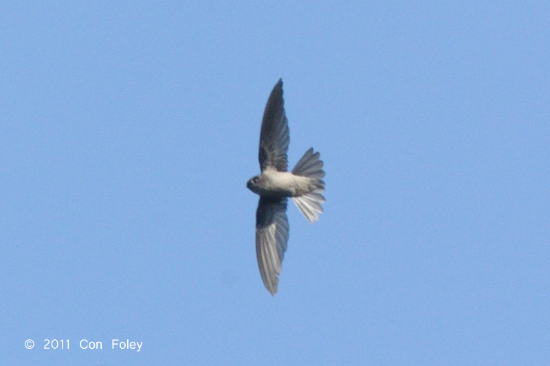 Swiftlet, Himalayan @ Doi Chiang Dao