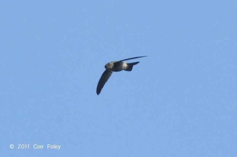 Swiftlet, Himalayan @ Doi Chiang Dao