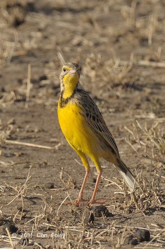 Longclaw, Yellow-throated