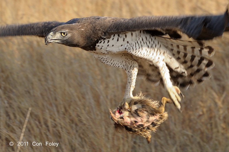 Incredible photos show Africa's biggest eagles caught in the act Film and Photo