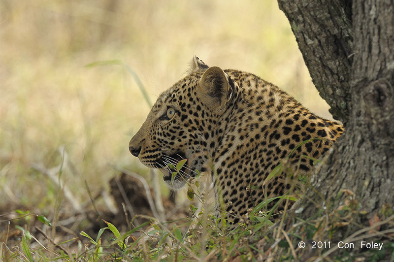 Leopard (young male)