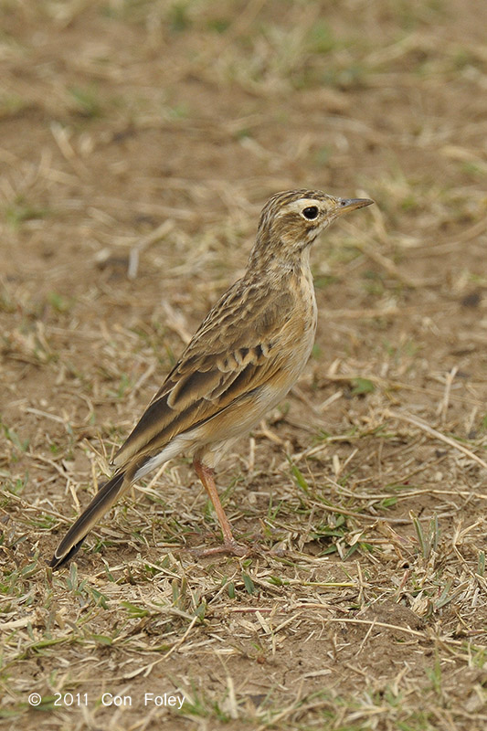 Pipit, African