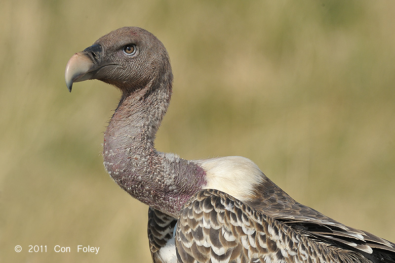 Vulture, Ruppells