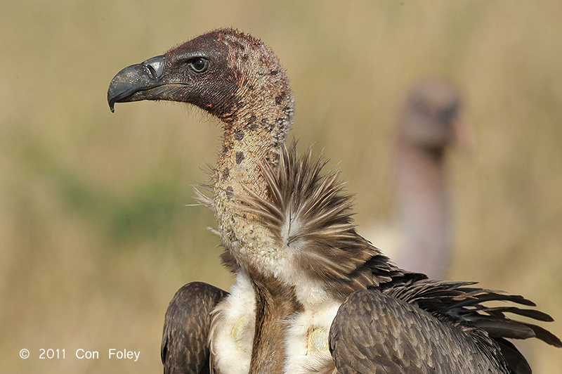 Vulture, White-backed