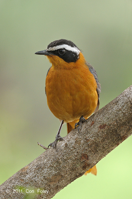 Robin-chat, White-browed @ Fig Tree