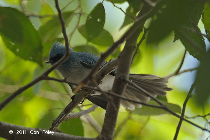 Flycatcher, African Blue @ Fig Tree
