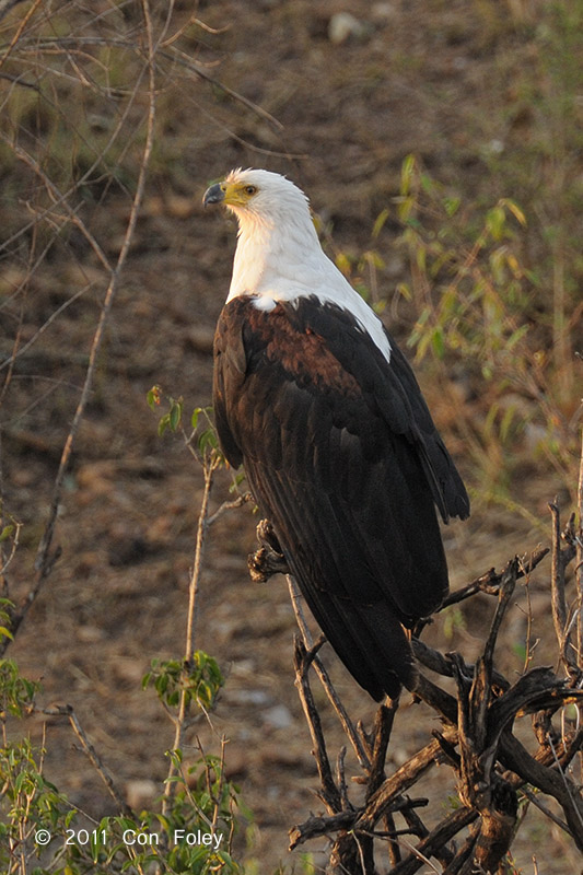 Eagle, African Fish