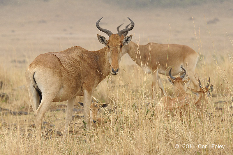 Hartebeest (female)