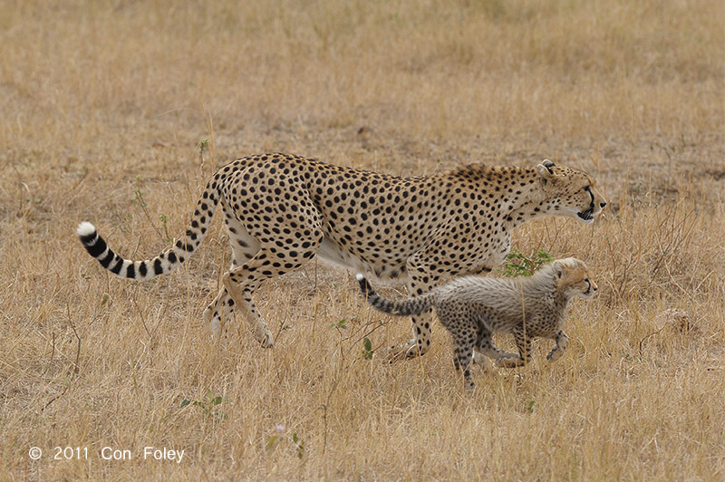 Cheetah & two cubs