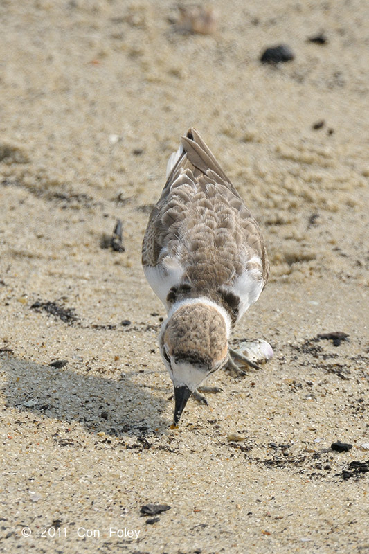 Plover, Malaysian (1st summer male)
