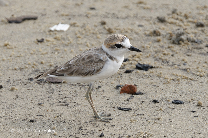 Plover, Malaysian (1st summer male)