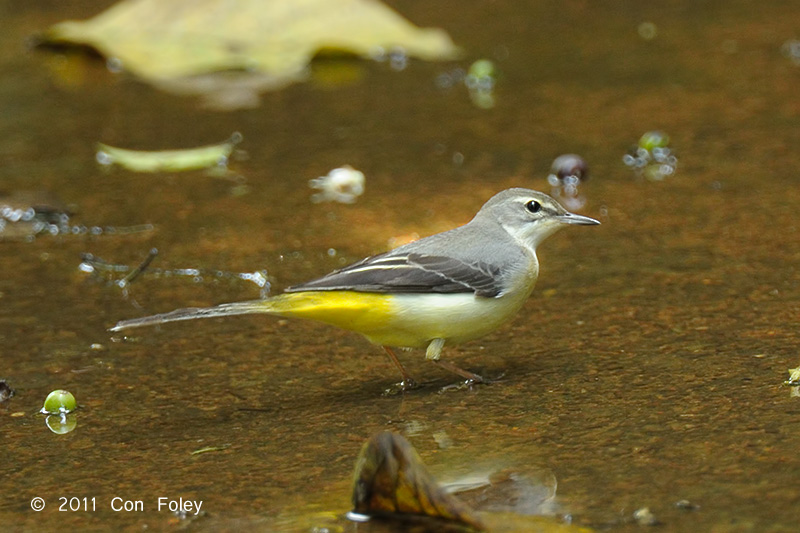 Wagtail, Grey @ Central Catchment