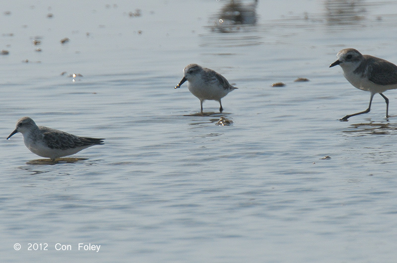 Sandpiper, Spoonbilled @ Pak Thale