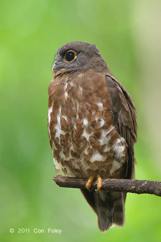 Boobook, Brown @ Sime Forest