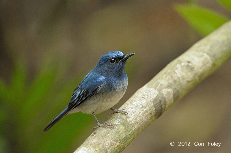 Flycatcher, Hainan Blue (male) @ Khao Yai