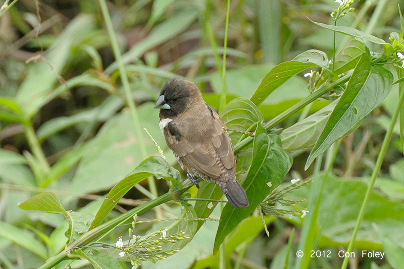 Munia, Bronze @ Bishan