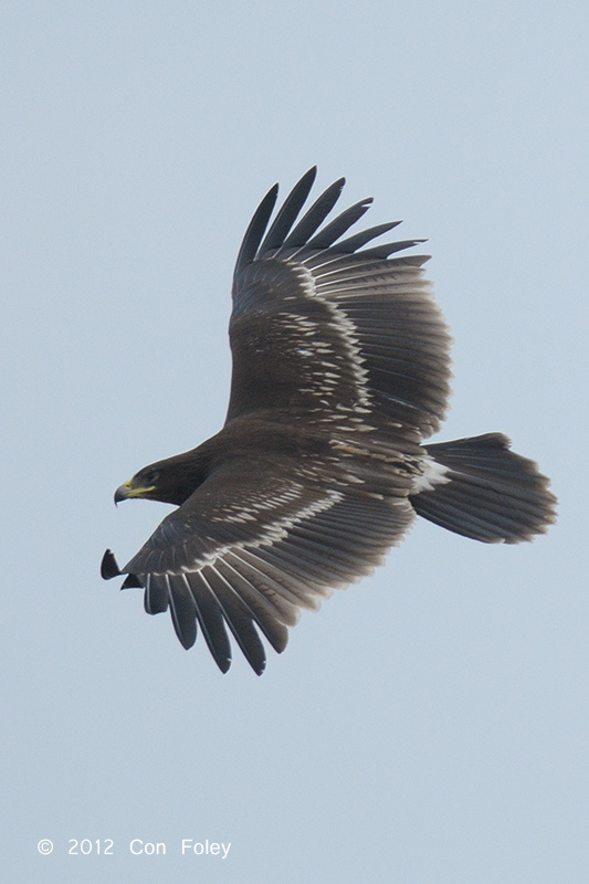 Eagle, Greater Spotted (juvenile) @ Eagle Point