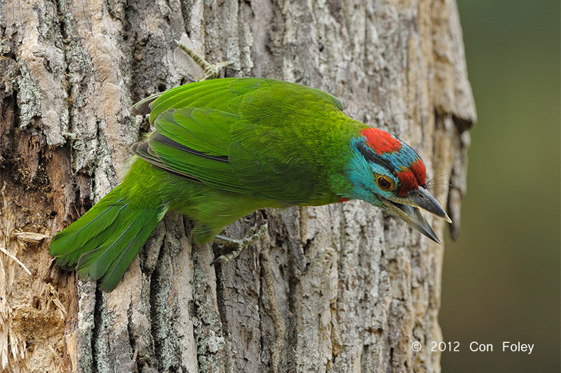 Barbet, Blue-throated @ Kaeng Krachan 30 km