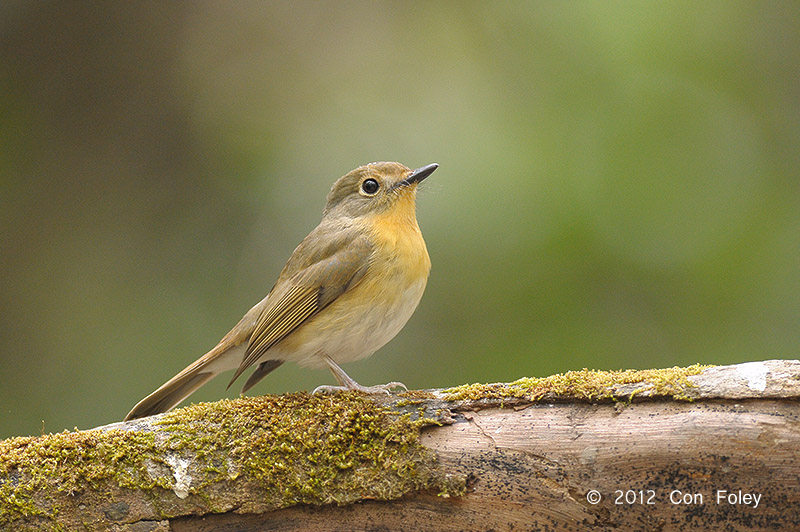 Flycatcher, Tickells Blue (female) @ Phu Khieo