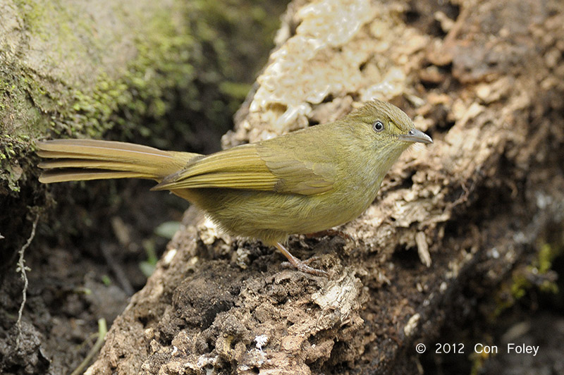 Bulbul, Grey-eyed @ Phu Khieo