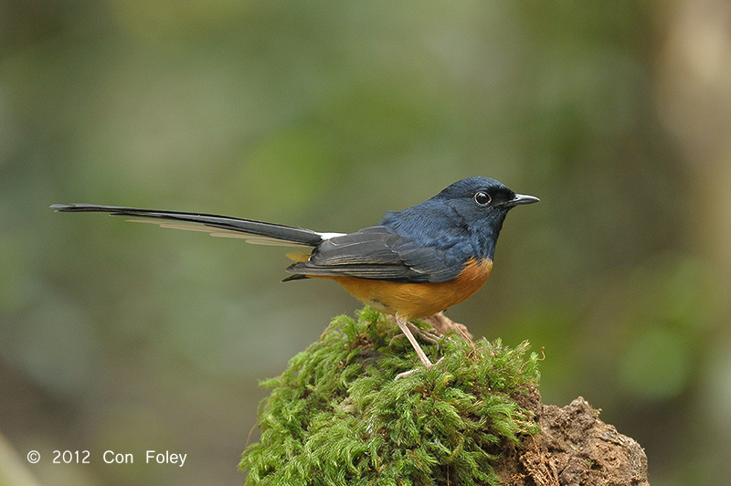 Shama, White-rumped (male) @ Phu Khieo