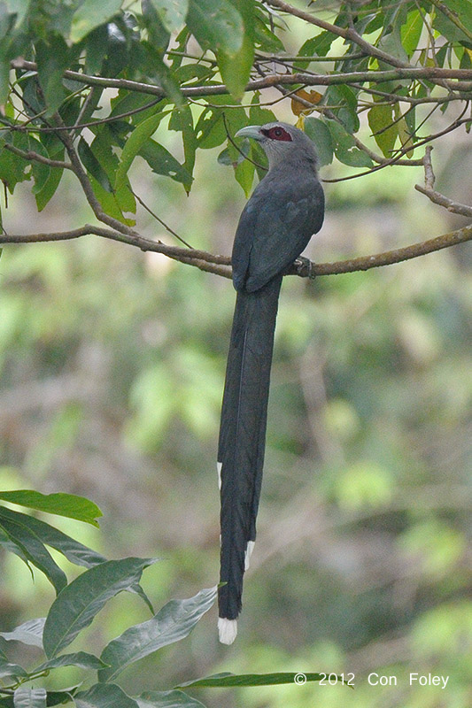 Malkoha, Green-billed @ Kaeng Krachan