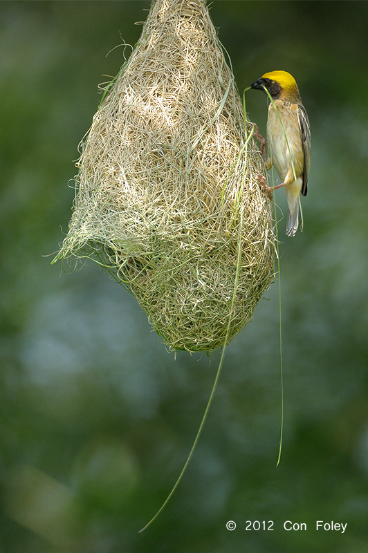 Weaver, Baya (male) @ Jln Gemala 2