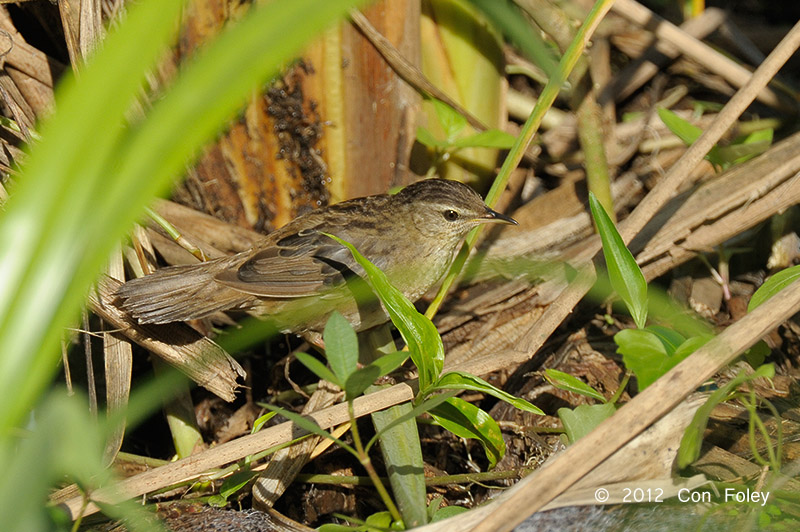 Warbler, Pallass Grasshopper @ Sengkang