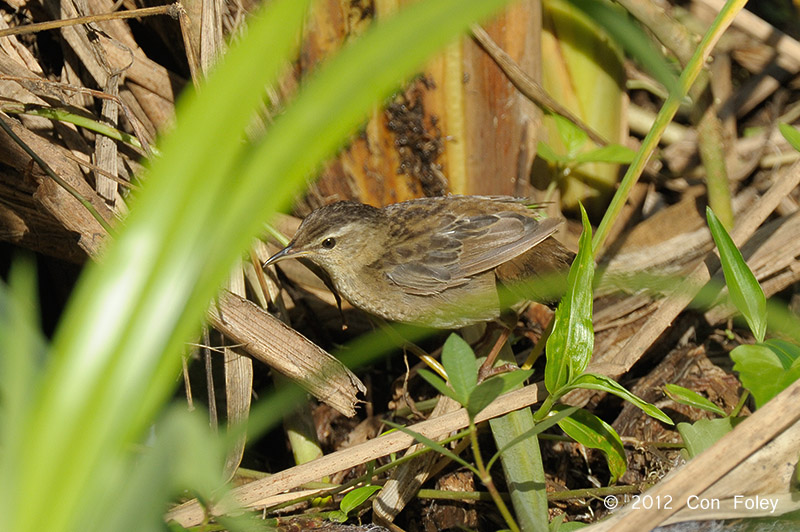 Warbler, Pallass Grasshopper @ Sengkang