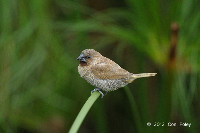 Munia, Scaly-breasted @ Sengkang