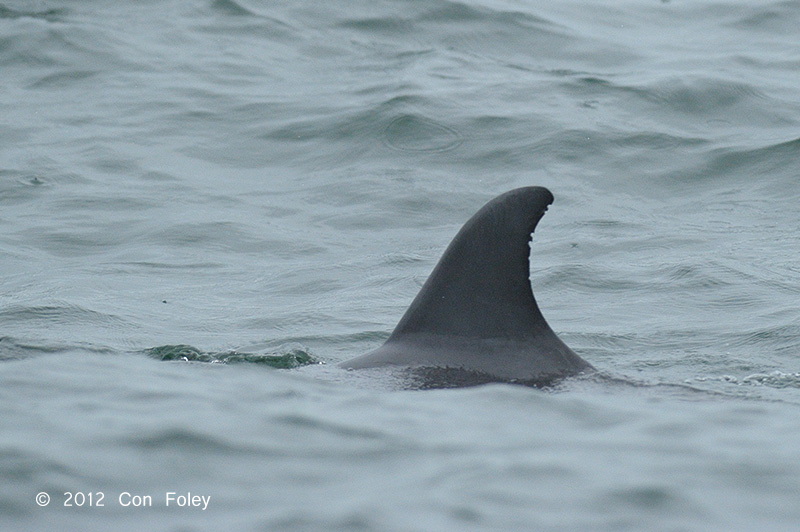 Indo-Pacific Bottlenose Dolphin @ Straits of Singapore