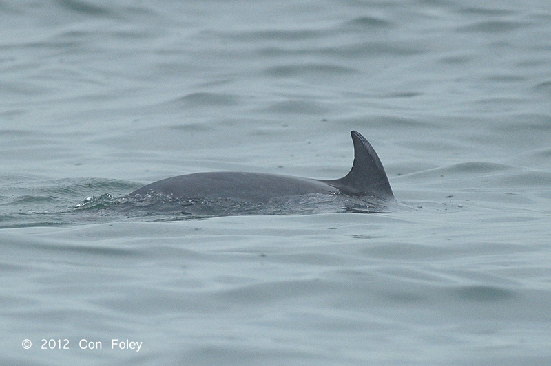 Indo-Pacific Bottlenose Dolphin @ Straits of Singapore