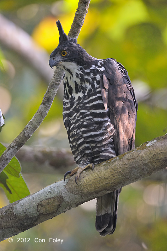 Eagle, Blythes Hawk