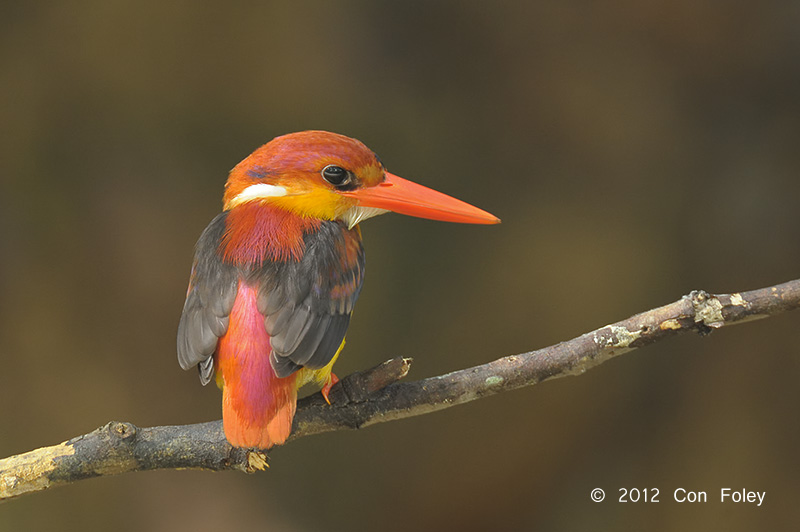 Kingfisher, Rufous-backed