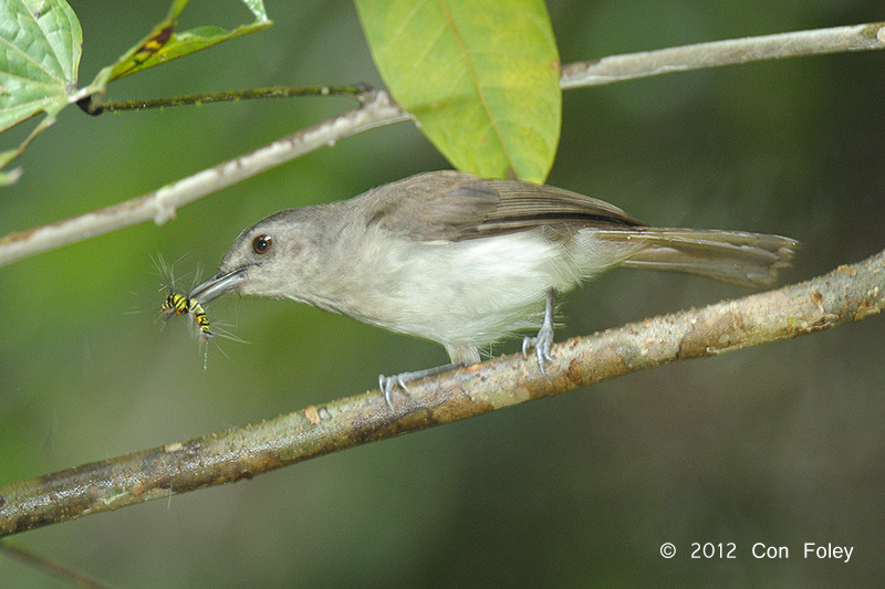 Babbler, Sooty-capped @ Merapoh