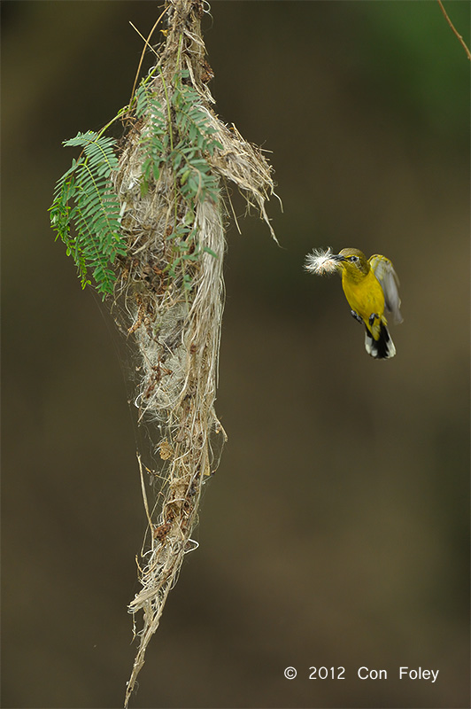 Sunbird, Olive-backed @ Halus