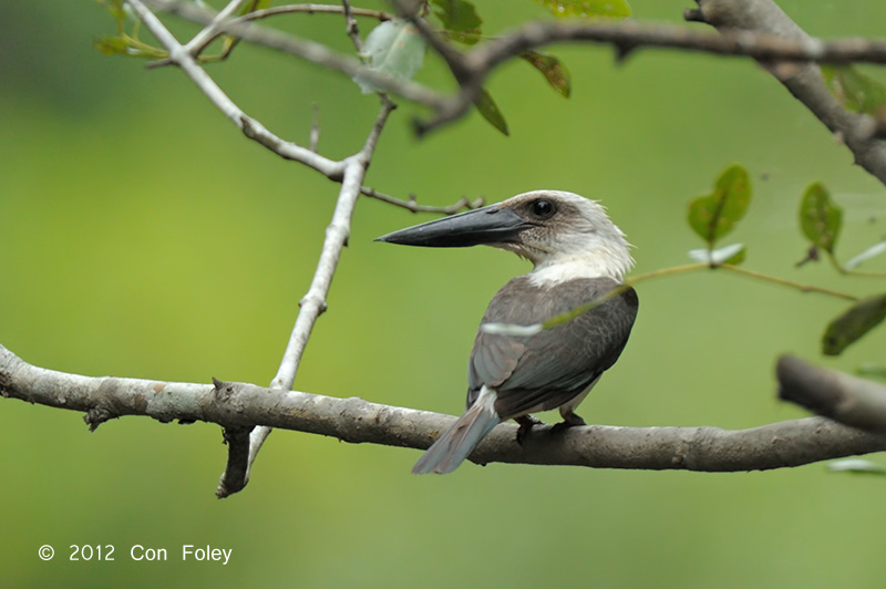 Kingfisher, Great-billed @ near Batu Putih