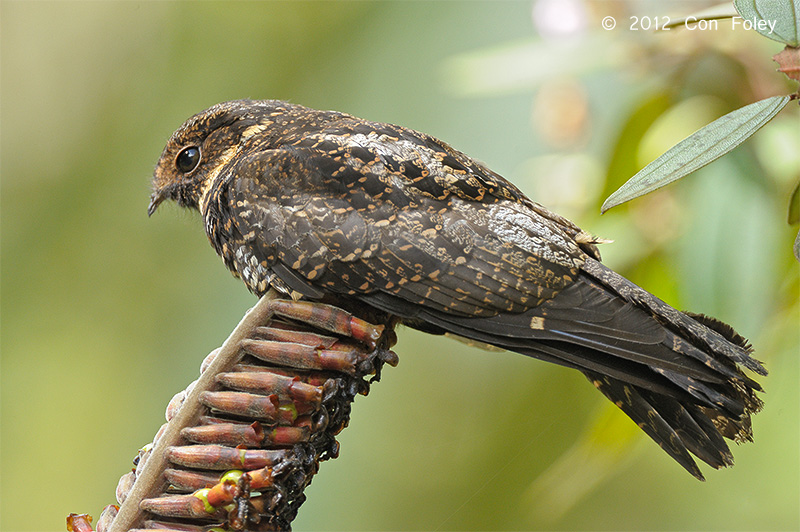 Nightjar, Satanic @ Lore Lindu