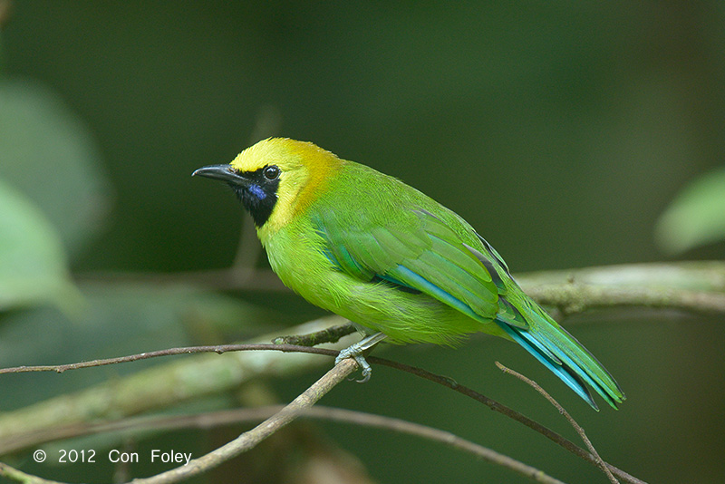 Leafbird, Blue-winged (male)