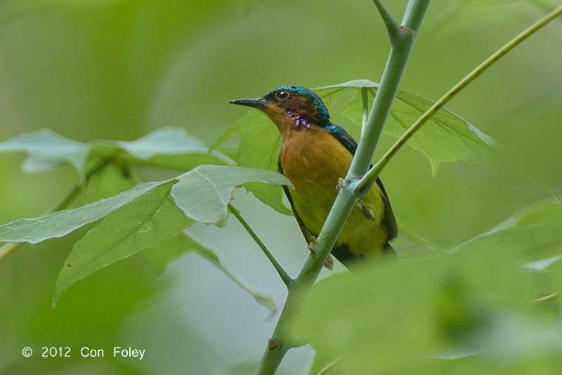 Sunbird, Ruby-cheeked (male)
