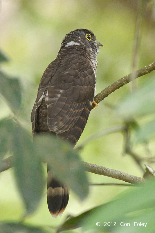 Cuckoo, Malaysian Hawk (juv)