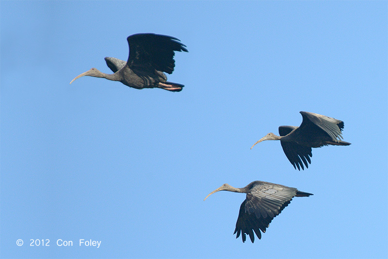 Ibis, Giant @ Tmatboey