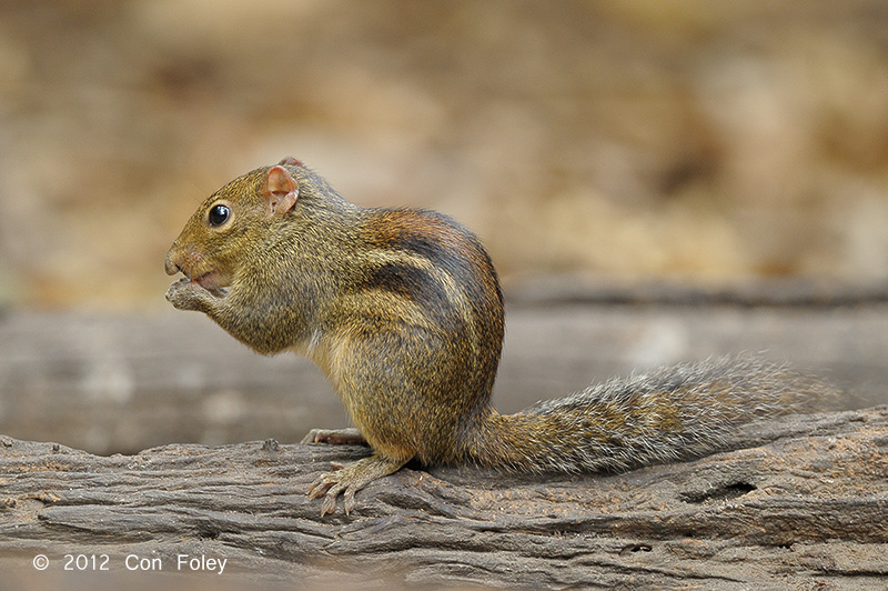 Squirrel, Indochinese Ground @ Kaeng Krachan